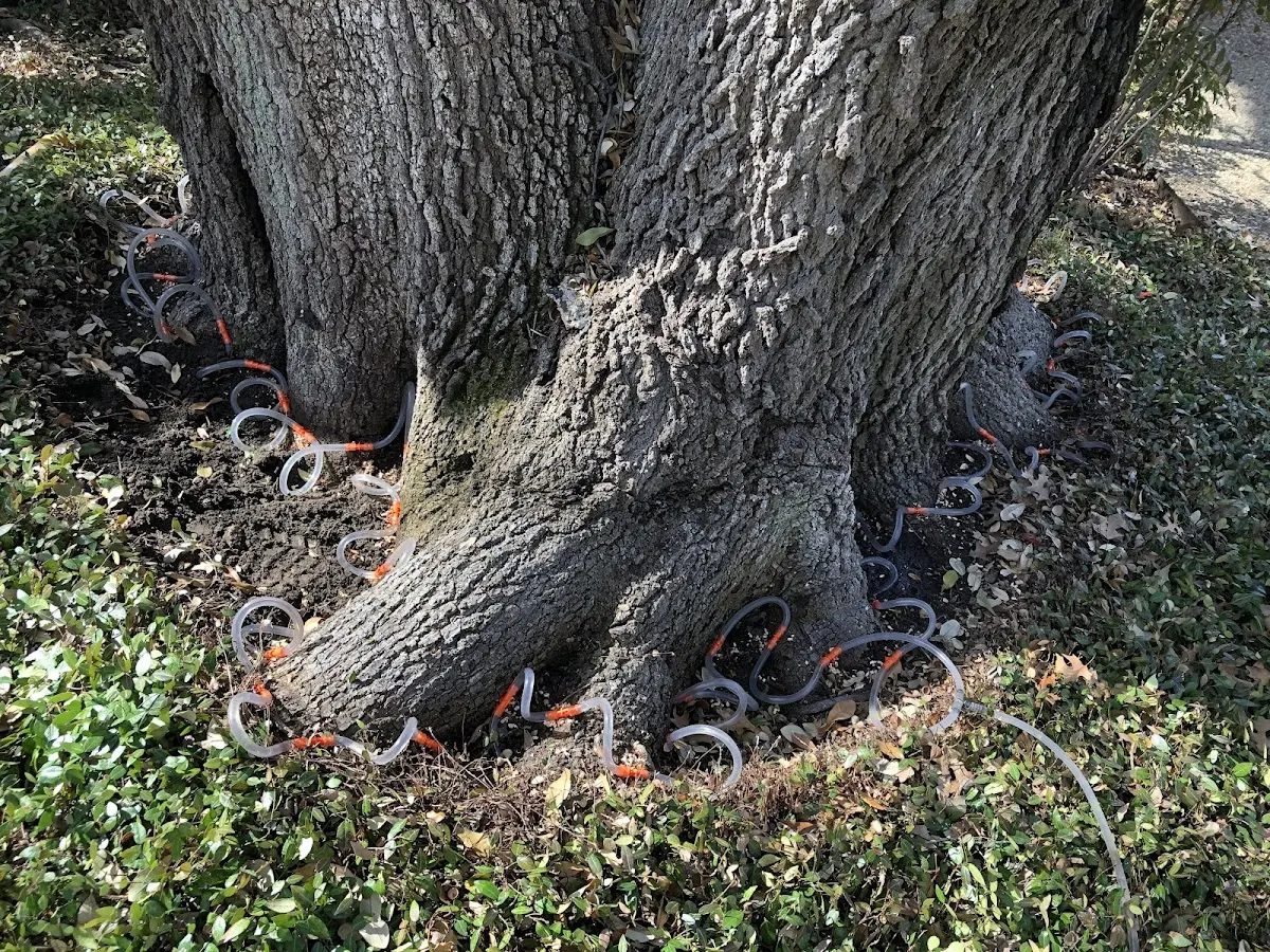 Detailed Tree Cabling and Bracing job site in Front Royal
